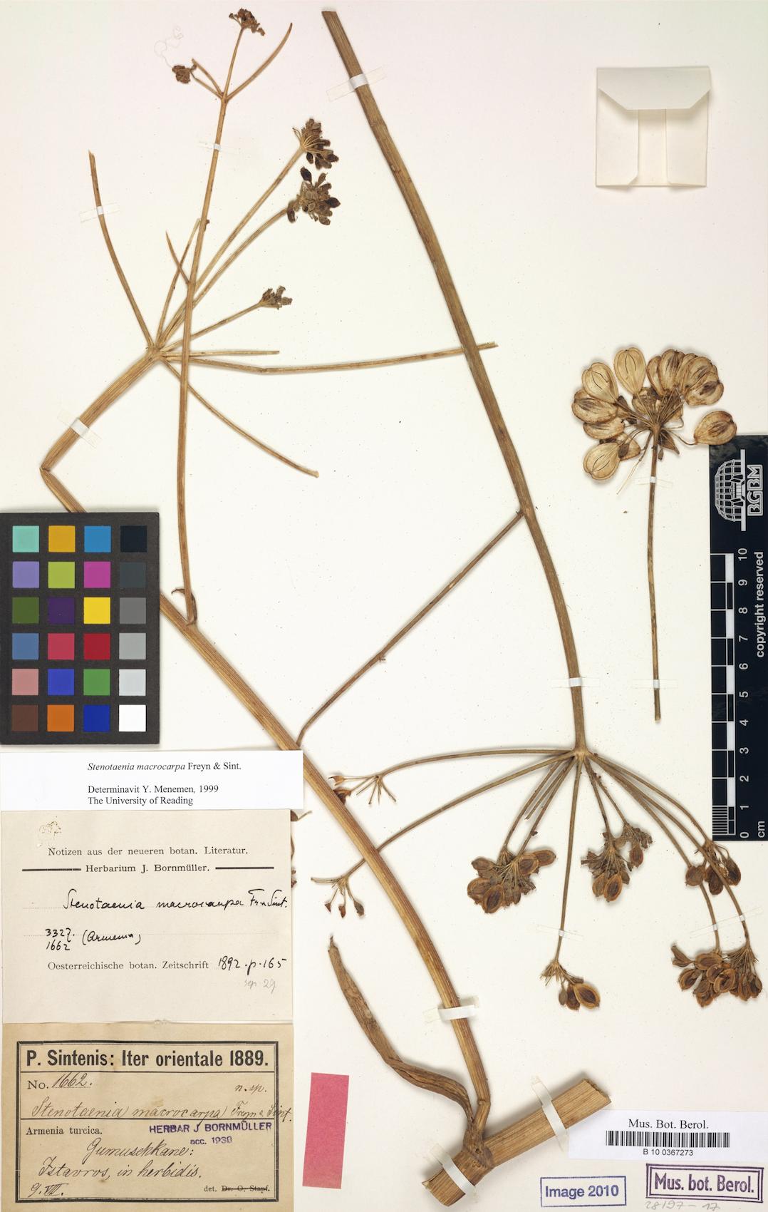 Stenotaenia macrocarpa — photo