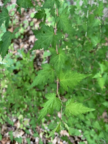 Stephanandra incisa (Cutleafed Stephanandra) — photo