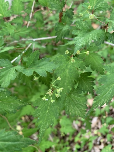 Stephanandra incisa (Cutleafed Stephanandra) — photo