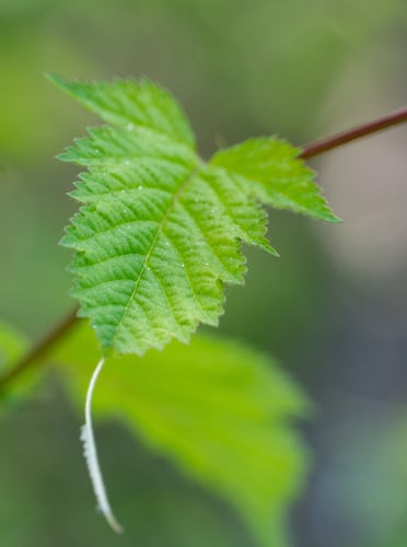 Stephanandra incisa