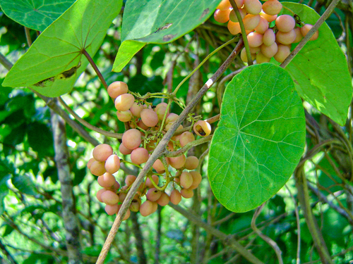 Stephania abyssinica — photo