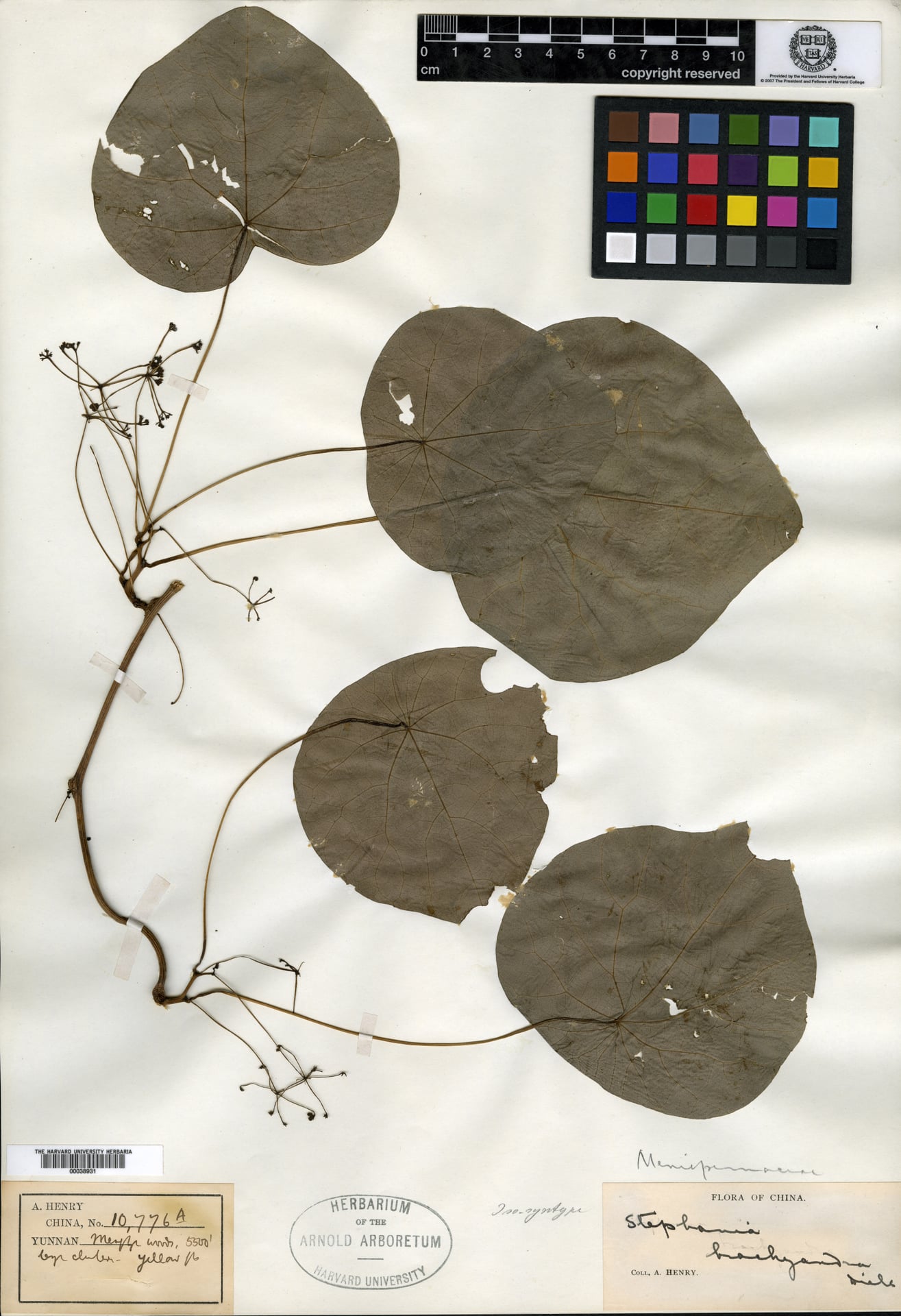 Stephania brachyandra (Bai xian shu) — photo