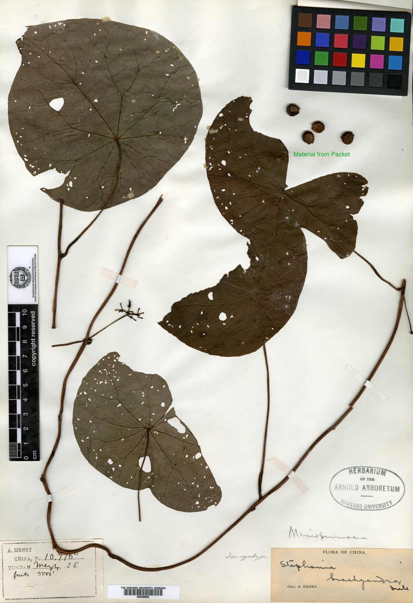 Stephania brachyandra (Bai xian shu) — photo