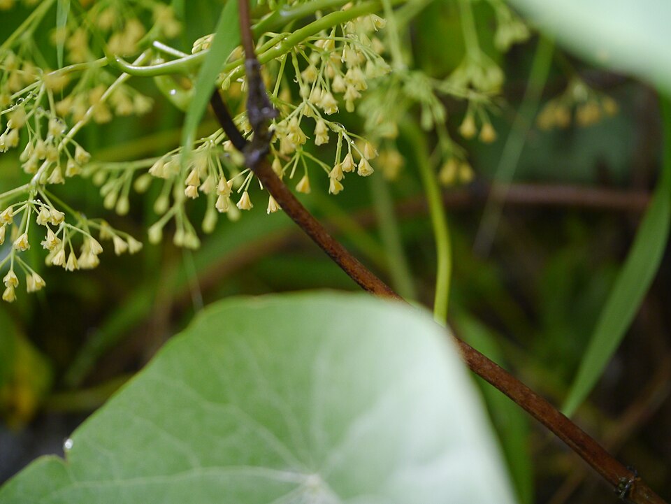 Stephania glabra