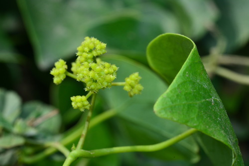 Stephania japonica (Tape vine) — photo