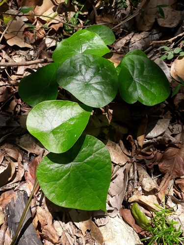 Stephania japonica
