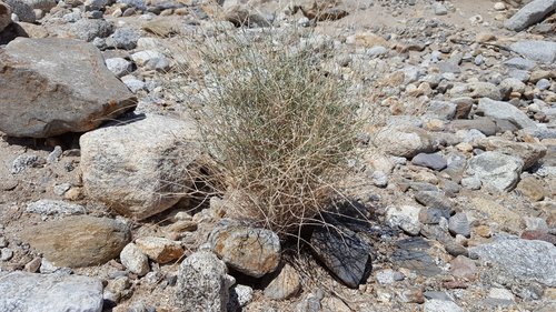 Stephanomeria pauciflora (Brownplume wire-lettuce) — photo