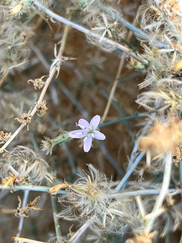 Stephanomeria pauciflora (Brownplume wire-lettuce) — photo