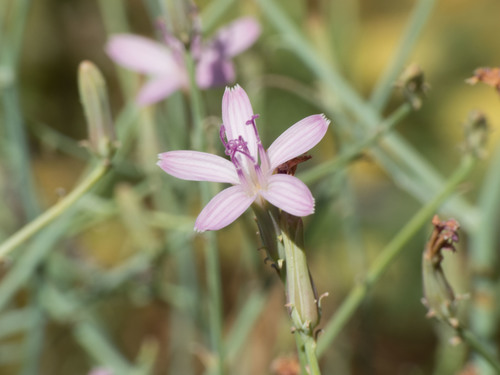 Stephanomeria pauciflora