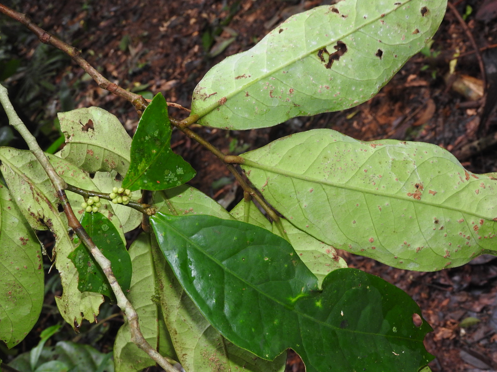 Stephanopodium peruvianum