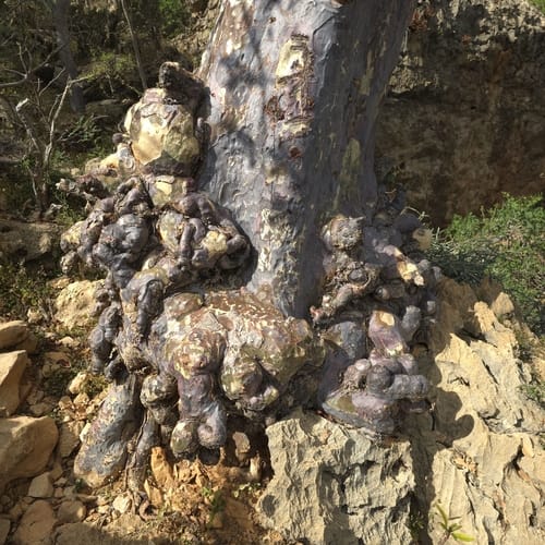 Sterculia africana (African star-chestnut) — photo