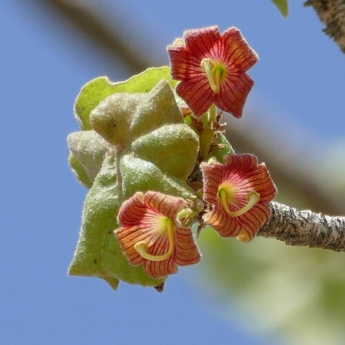 Sterculia africana