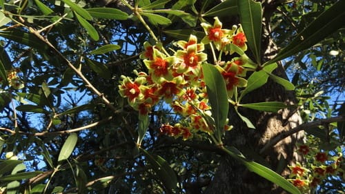 Sterculia alexandri (Cape sterculia) — photo