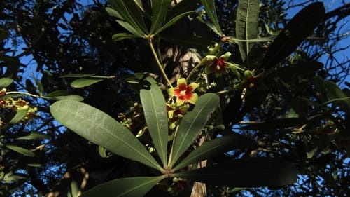 Sterculia alexandri (Cape sterculia) — photo