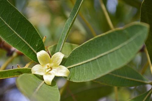 Sterculia alexandri