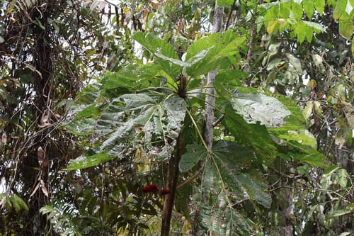 Sterculia ampla — photo
