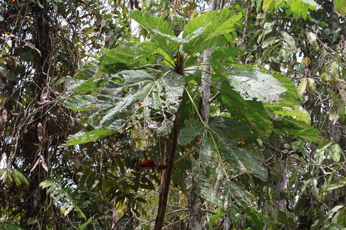 Sterculia ampla