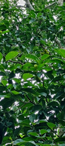 Sterculia balanghas (Kavalam) — photo