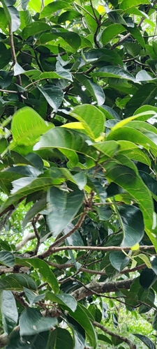 Sterculia balanghas (Kavalam) — photo