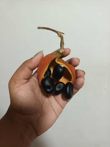 Sterculia balanghas