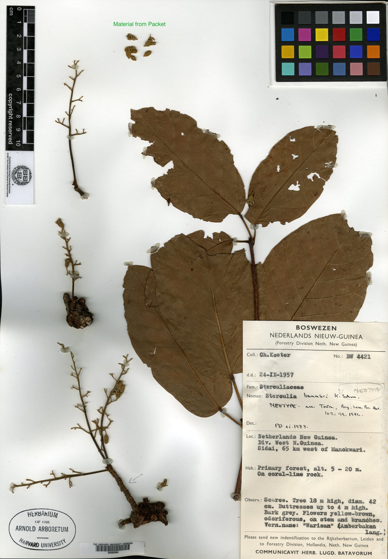 Sterculia bammleri