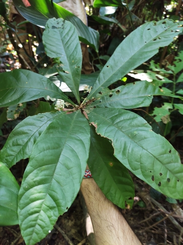 Sterculia brevissima