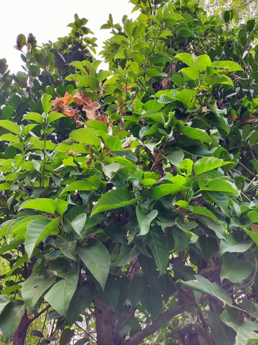 Sterculia ceramica (Lui kepuh tree) — photo