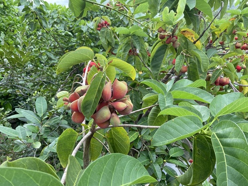 Sterculia ceramica (Lui kepuh tree) — photo