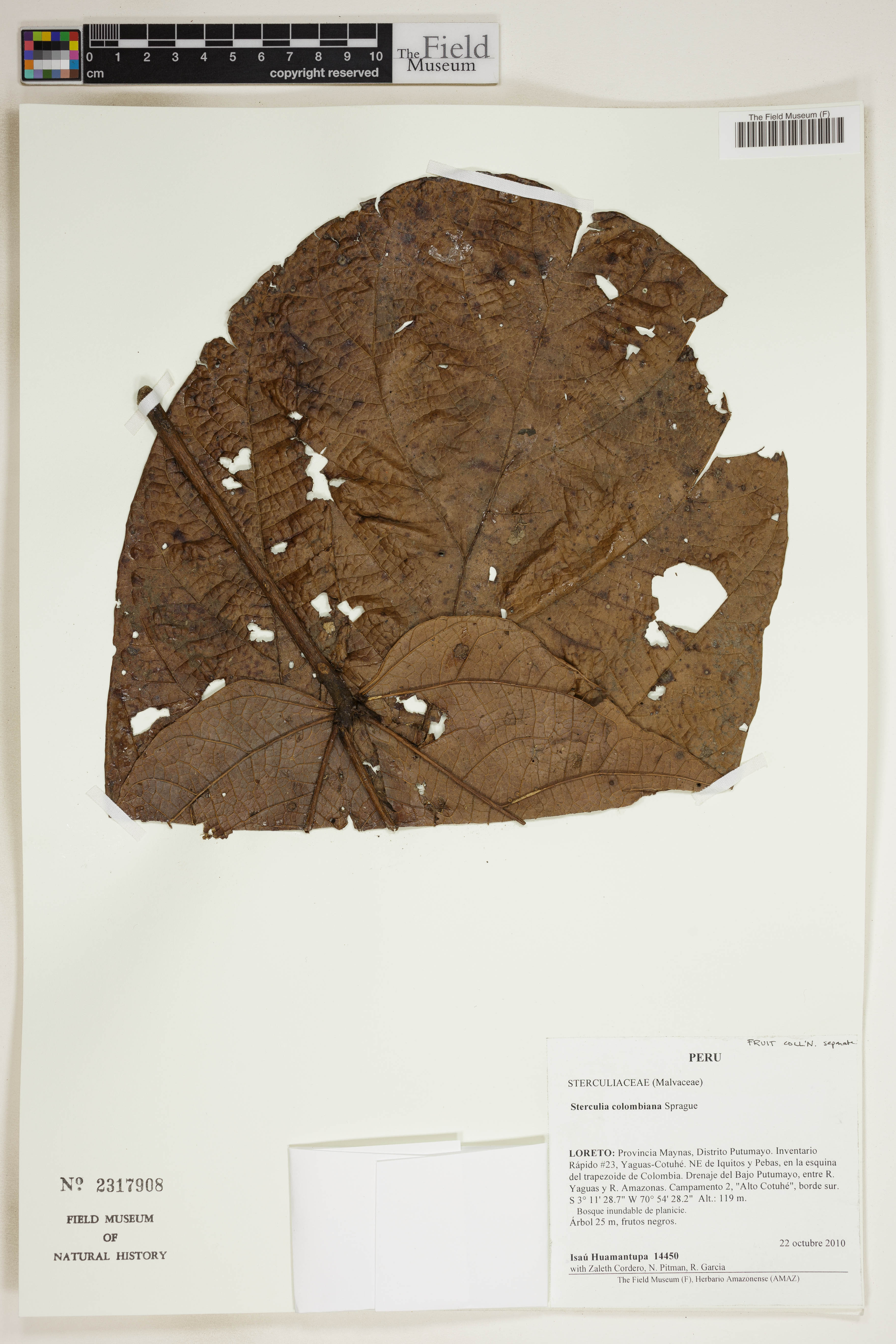 Sterculia colombiana (Buca sterculia) — photo