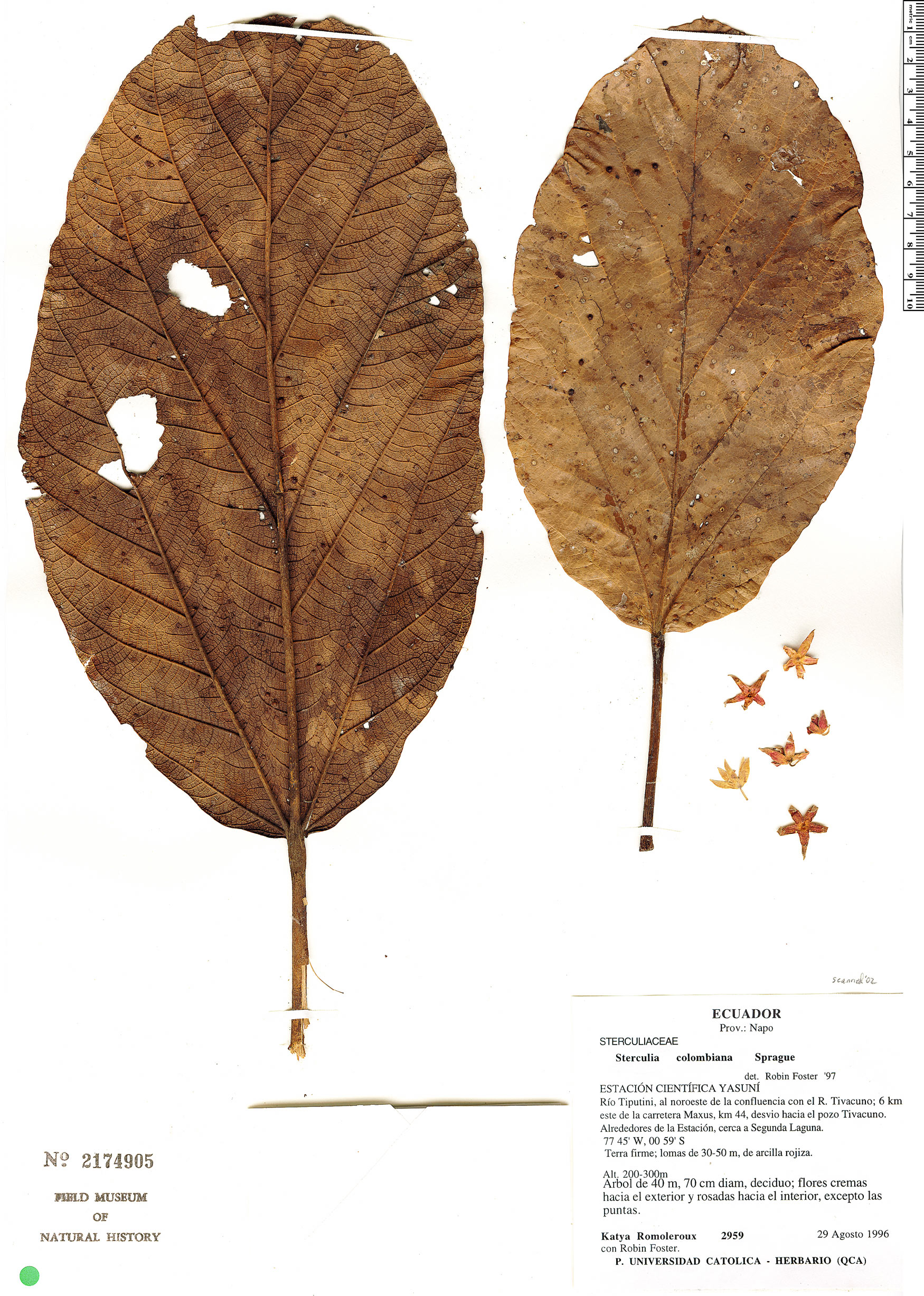 Sterculia colombiana (Buca sterculia) — photo