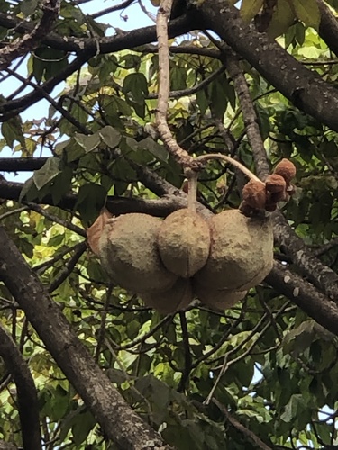 Sterculia curiosa (Xixa) — photo