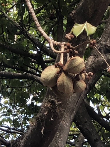 Sterculia curiosa (Xixa) — photo