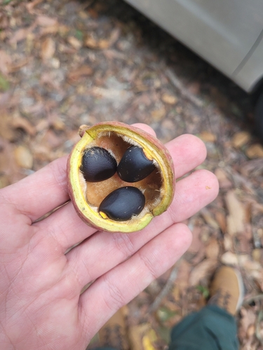 Sterculia excelsa