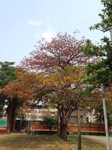 Sterculia foetida (Java olive) — photo