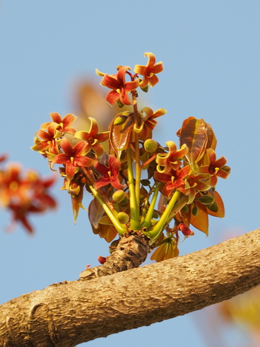 Sterculia foetida (Java olive) — photo