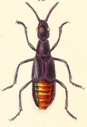 Sterculia fulgens