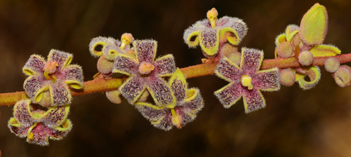 Sterculia guttata — photo