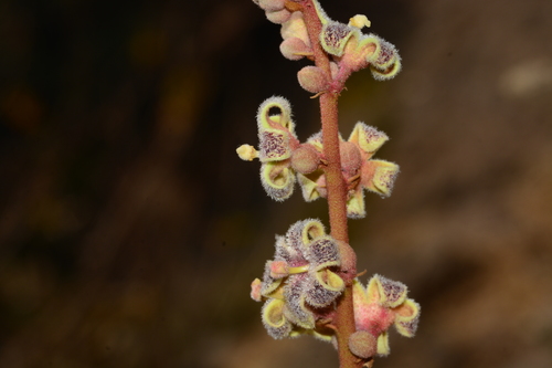 Sterculia guttata — photo