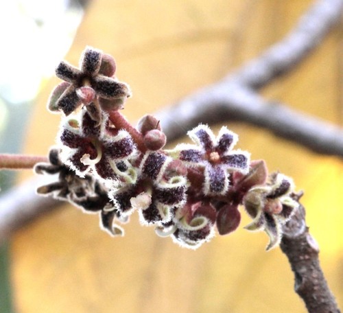 Sterculia guttata