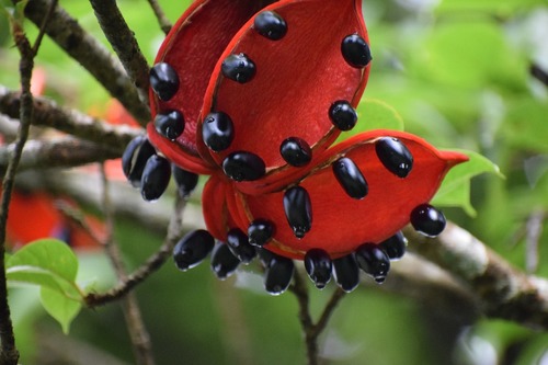 Sterculia hamiltonii (Takampalam) — photo