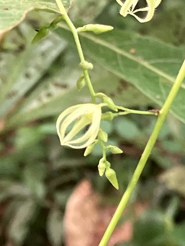 Sterculia hamiltonii (Takampalam) — photo