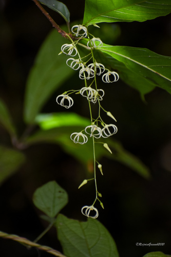 Sterculia hamiltonii