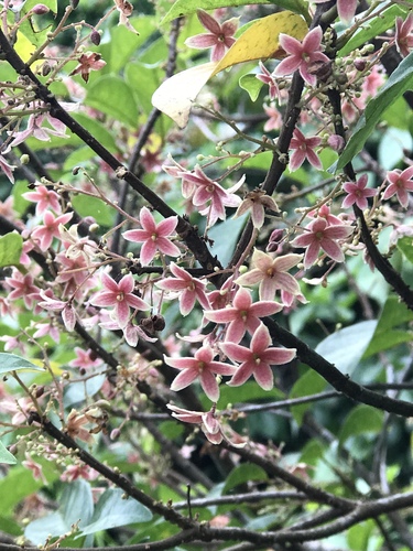 Sterculia lanceolata var. coccinea — photo