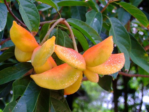 Sterculia lanceolata var. coccinea — photo