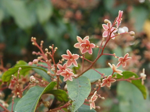 Sterculia lanceolata var. coccinea