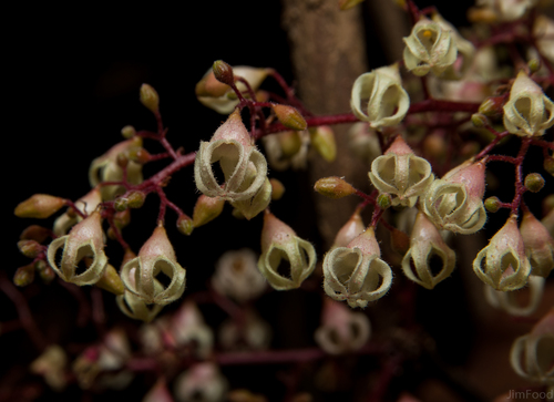 Sterculia monosperma (China chestnut) — photo