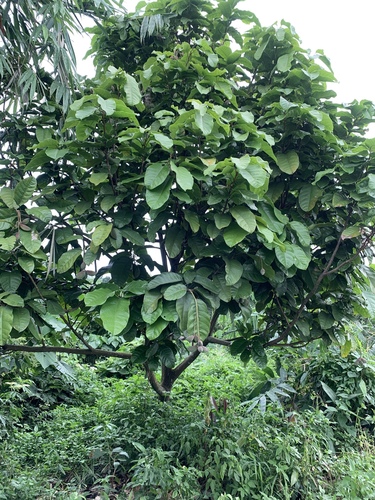 Sterculia monosperma (China chestnut) — photo
