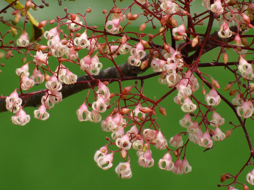 Sterculia monosperma