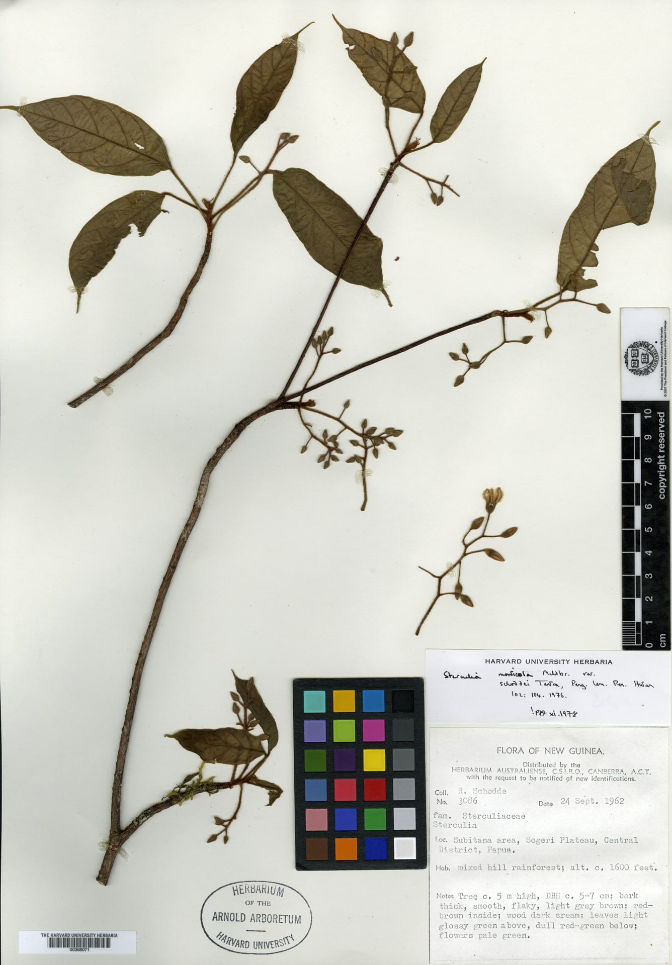 Sterculia monticola — photo