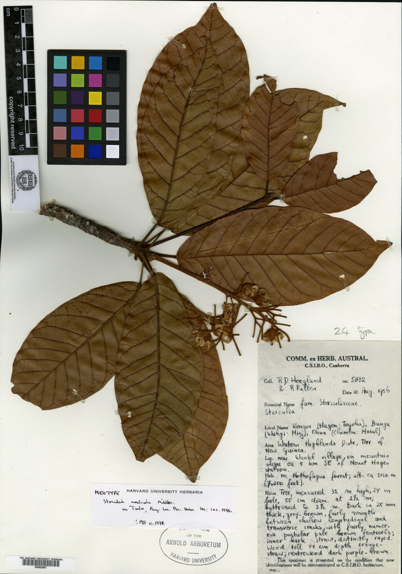 Sterculia monticola — photo